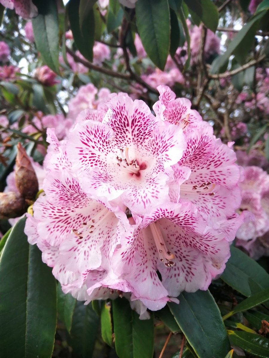 jonoDavCol's tweet photo. #rhododendrons at #Glendoick today. Well worth a visit. #garden #flower https://t.co/l25mZT7S9S