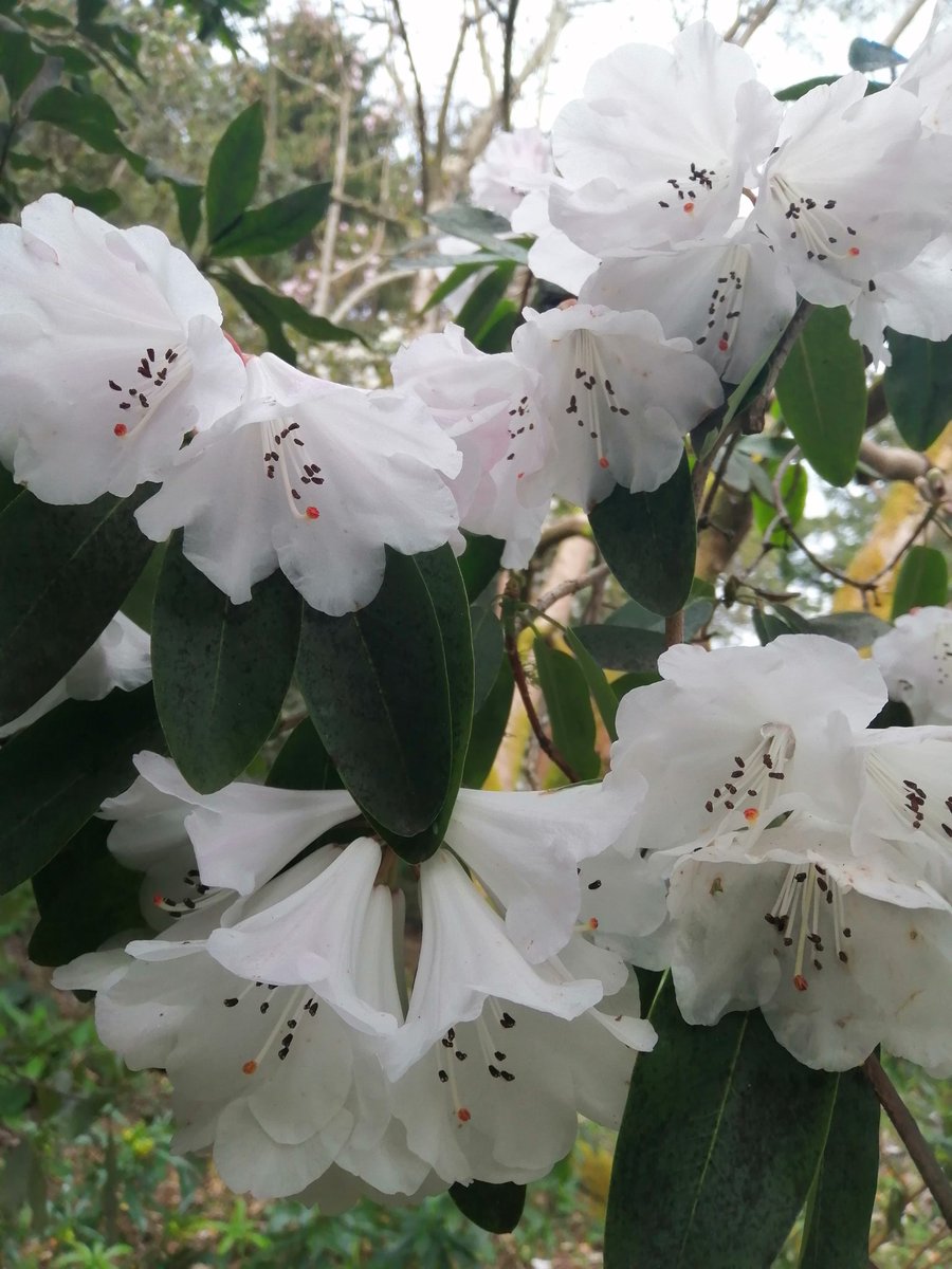 jonoDavCol's tweet photo. #rhododendrons at #Glendoick today. Well worth a visit. #garden #flower https://t.co/l25mZT7S9S
