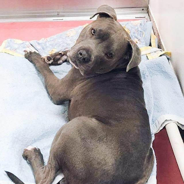 MissValleySunAZ's tweet photo. I know we're hearing thousands of updates a day about the COVID-19 virus but please take a minute to educate yourself on the facts. 
You CANNOT get COVID-19 from your pets! So many people are leaving their pets at shelters out of fear of catching the vir… https://t.co/QTQKeDAYdP https://t.co/Jfb45XpQTz