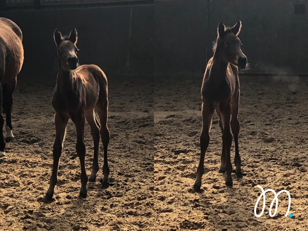 🌟FOAL THREE 2020!🌟

After a few years of waiting we finally have a filly from Wie Wodka! A really beautiful brown foal by Balou Du Reventon. She looks stunning at the moment so very excited to get over to see her as soon as the current coronavirus situation allows.🐴💪🤩