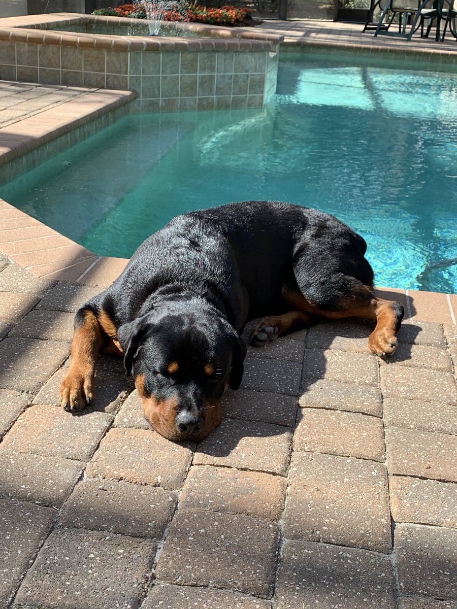 CoachSheffer's tweet image. Chief isn’t worried about #CoronavirusPandemic