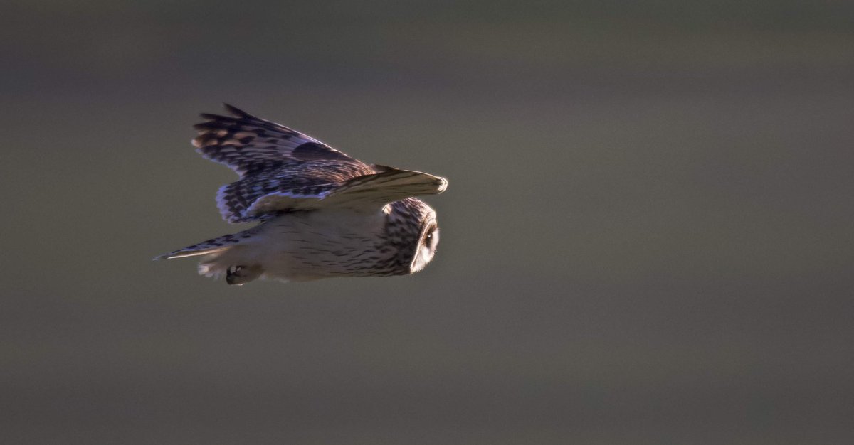 Alan's Birds and Wildlife Images (@alanmccluskie) on Twitter photo Into the setting sun. Probably my last Short-eared Owl till they return next winter. #owls #BirdofPrey #nature #wildlife #birdphotography #photography <a href="/SeowlsUk/">Short Eared Owls</a> <a href="/uk_raptors/">UK Raptor News</a> <a href="/rawbirds/">RAW BIRDS Nature Photography</a> <a href="/iNatureUK/">iNatureUK</a> <a href="/Team4Nature/">Team4Nature</a> <a href="/NatureUK/">NatureUK</a> <a href="/Natures_Voice/">RSPB</a> <a href="/Britnatureguide/">The British Nature Guide</a> Into the setting sun. Probably my last Short-eared Owl till they return next winter. #owls #BirdofPrey #nature #wildlife #birdphotography #photography <a href="/SeowlsUk/">Short Eared Owls</a> <a href="/uk_raptors/">UK Raptor News</a> <a href="/rawbirds/">RAW BIRDS Nature Photography</a> <a href="/iNatureUK/">iNatureUK</a> <a href="/Team4Nature/">Team4Nature</a> <a href="/NatureUK/">NatureUK</a> <a href="/Natures_Voice/">RSPB</a> <a href="/Britnatureguide/">The British Nature Guide</a>