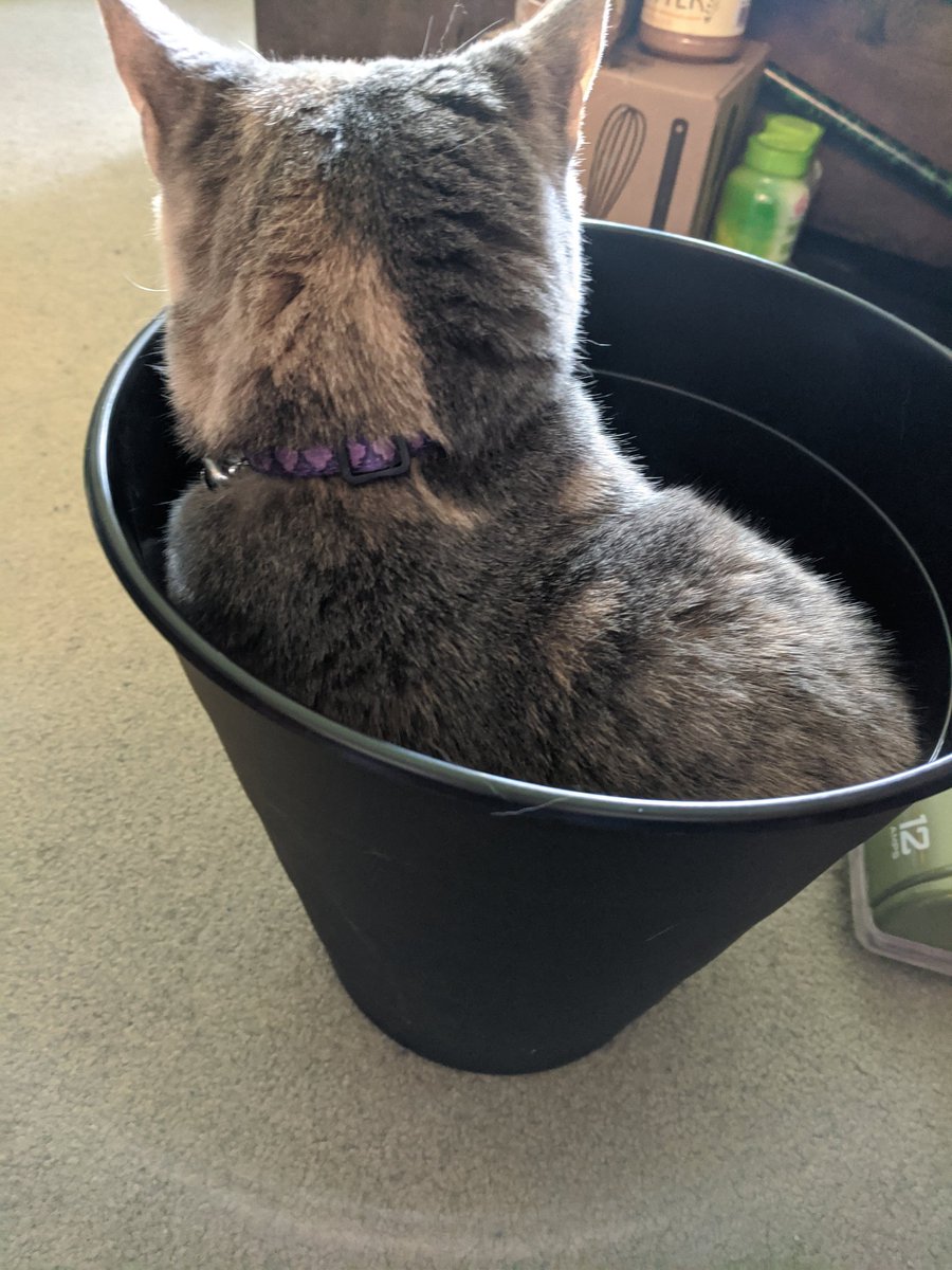 Cat loaf in bdj3. 
@SeamusBlackley 
<a href="/rahaeli/">rahaeli</a> <a href="/AlexSeanchai/">if you aren't anti-fascist, what's wrong with you?</a> @sarahquaint