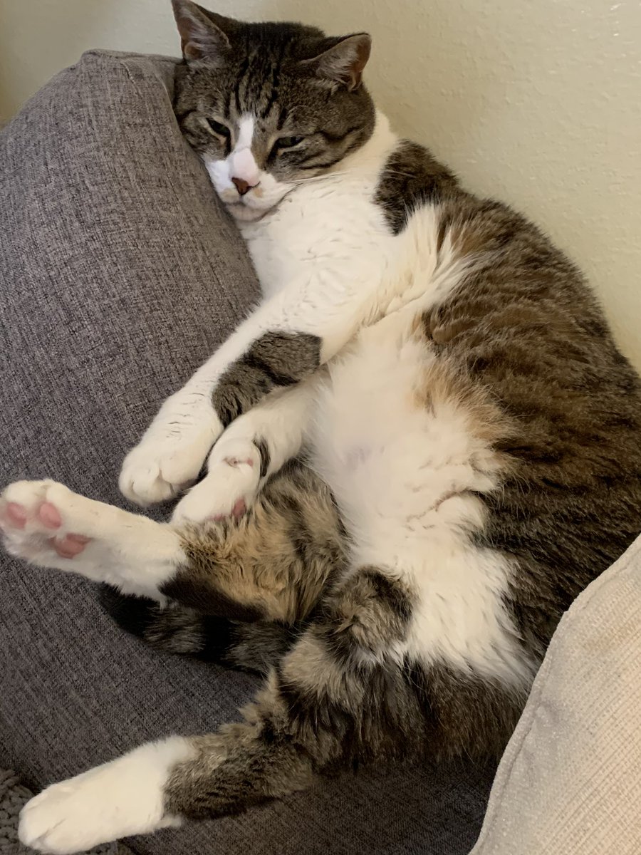 The cats, <a href="/threetoebay12/">Zach Adams</a> and <a href="/Bay12Games/">Bay 12 Games</a> and I are all managing the quarantine the best we can! We have everything we need, are embracing our introverted natures and thinking about everyone else out there! #stayhome