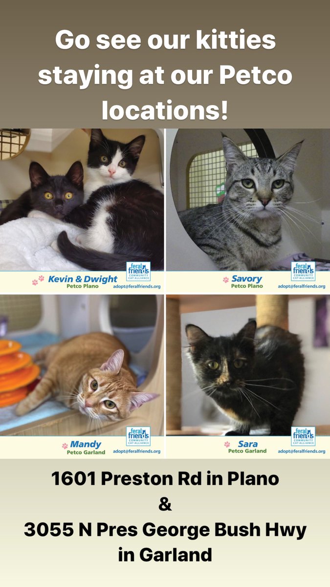 Kitties waiting to see you at our Petco Plano &amp; Garland! Can't make it? Simply email us at adopt@feralfriends.org for adoption appointments.**

Visit feralfriends.org for our available kitties!

**Our adoption processes follow government COVID-19 codes #petsaresafe