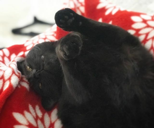 Sarah_Boo2121's tweet photo. I’m not so great at this whole social distancing thing... but what can I say meowm gives good cuddles. #edenthequarantined #day5 #imaninsidecatanyway #snoozlesallday #mightgeththezoomieslater #caturday #blackcatclub #witchykitty #catsofinstagram #blackcatsofinstagram https://t.co/NsnkdjtfBK