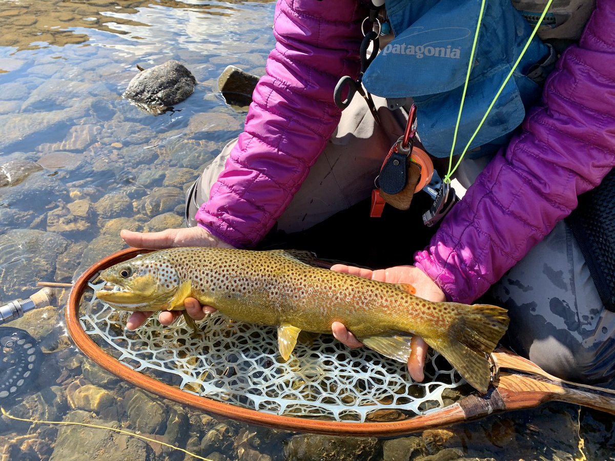 MKFlies's tweet photo. 🎣We just had to get away from all the fear and craziness going on right now and spend time on the river. We drove separate cars 🚗 to keep our social distance. But had no problem touching the fish! 😁💜
*
*
*
 #flyfishing #5050onthewater #rivertherapy #flyfishing  #amffinthewild https://t.co/Trdd5G7mKt