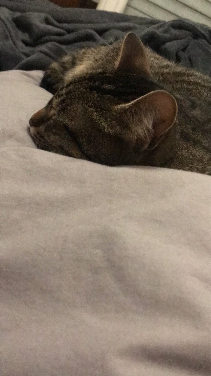 pixelchat62's tweet image. Que je vis ma meilleure vie 😸