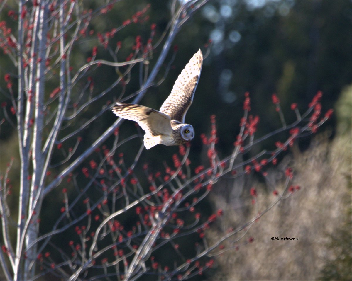 Manitowan's tweet photo. Blossoming #owl yesterday in @TourismDelta made for a colourful time. #sunshine #spring #bird #birds #nature #naturelovers #socialdistancinginnature #inspire @weathernetwork @miawgordon @kathcupe https://t.co/oYOZbAqZxt