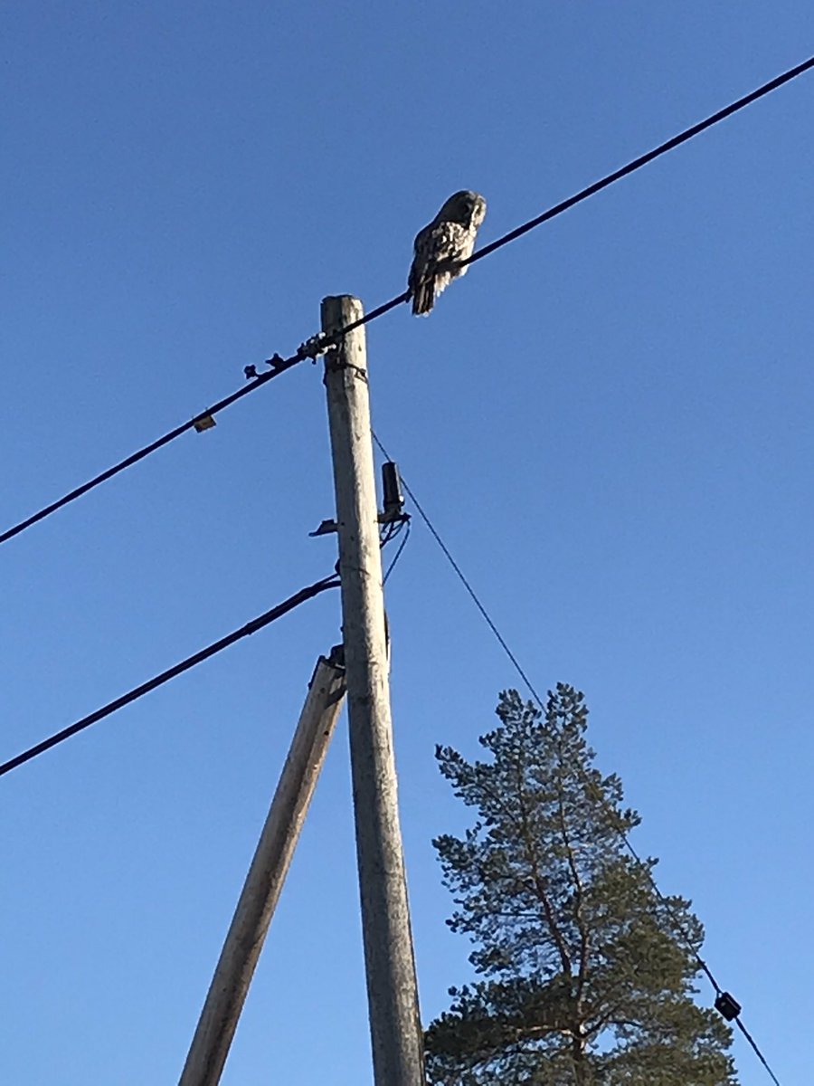 jonzzon73's tweet photo. Jaså, du sitter här och ugglar. https://t.co/VwvqBQeG0t