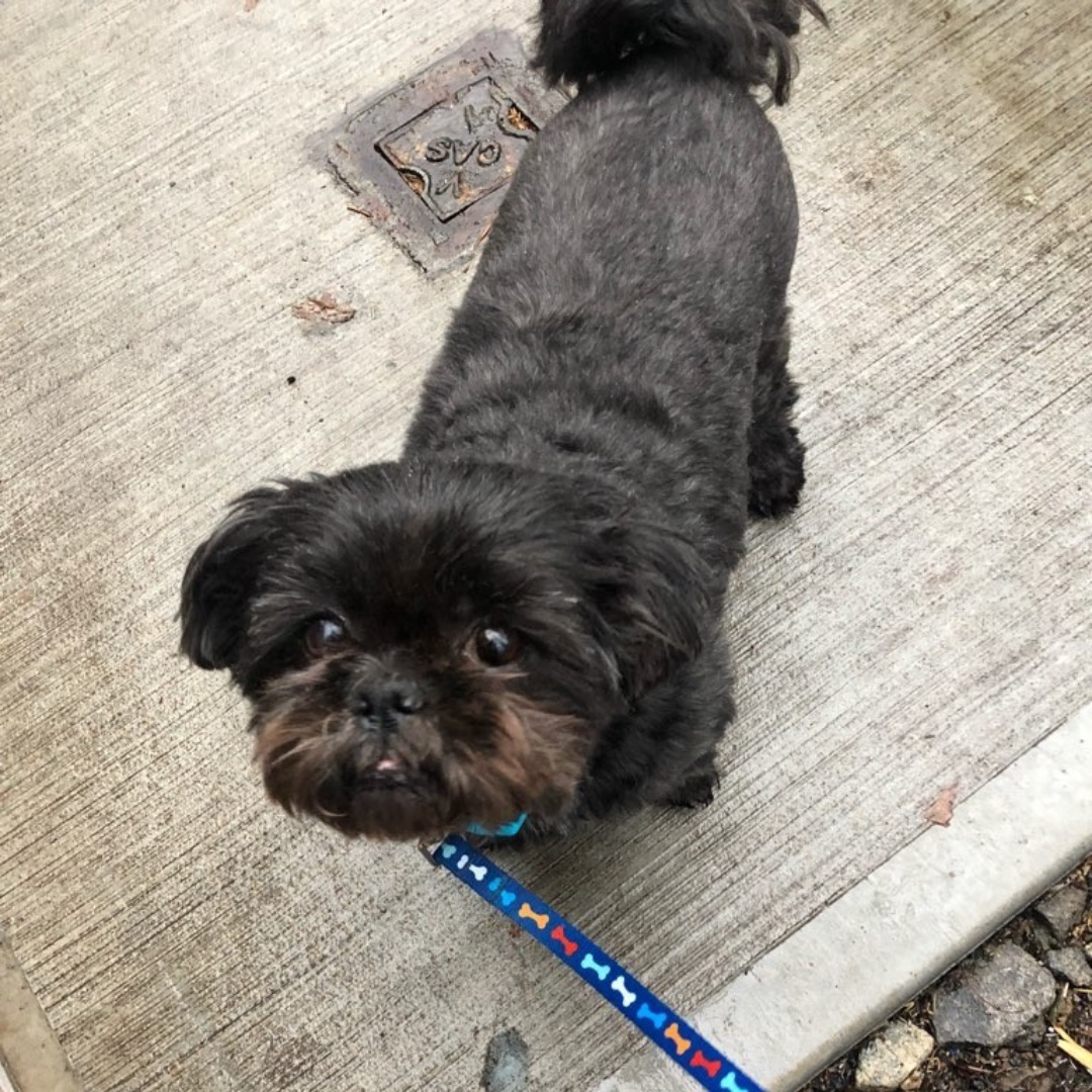lukedogwalker's tweet photo. Chase wishes you a happy end of the day! #lhasaapso #maythepawsbewithyou #lukedogwalker #dogwalkeruws #happydog #uws #doggy #doggo #furbaby #dogcity  #puppy #puppylover #ilovedogs #sweet #whatabeauty #nycitydog #sweetdoggo #endoftheday #cutedog #cutepic #dogsofinstagram https://t.co/p2d8okckmv