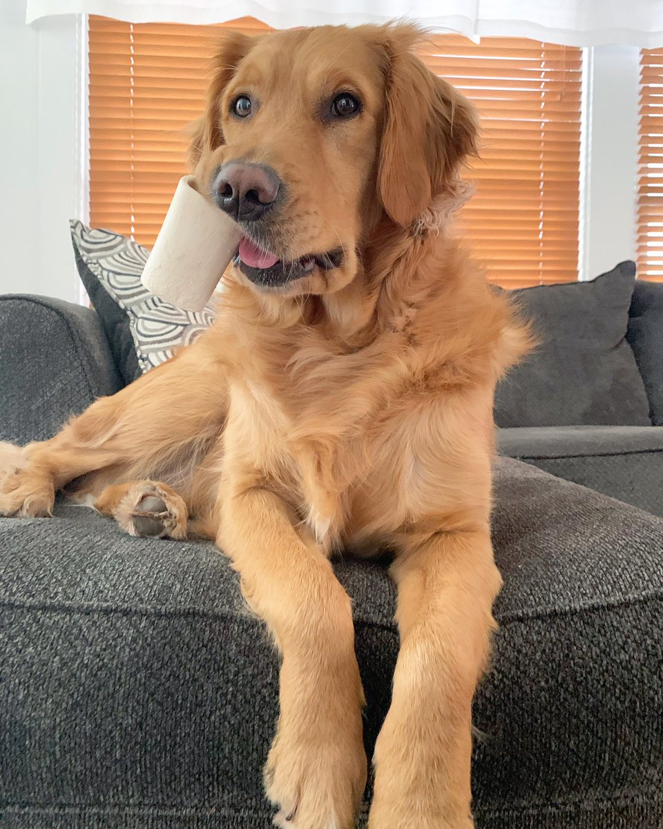 C_Handerhan's tweet image. Justice likes to loudly chew bones or squeaky toys as soon as I get on the phone. #WorkFromHomeFail