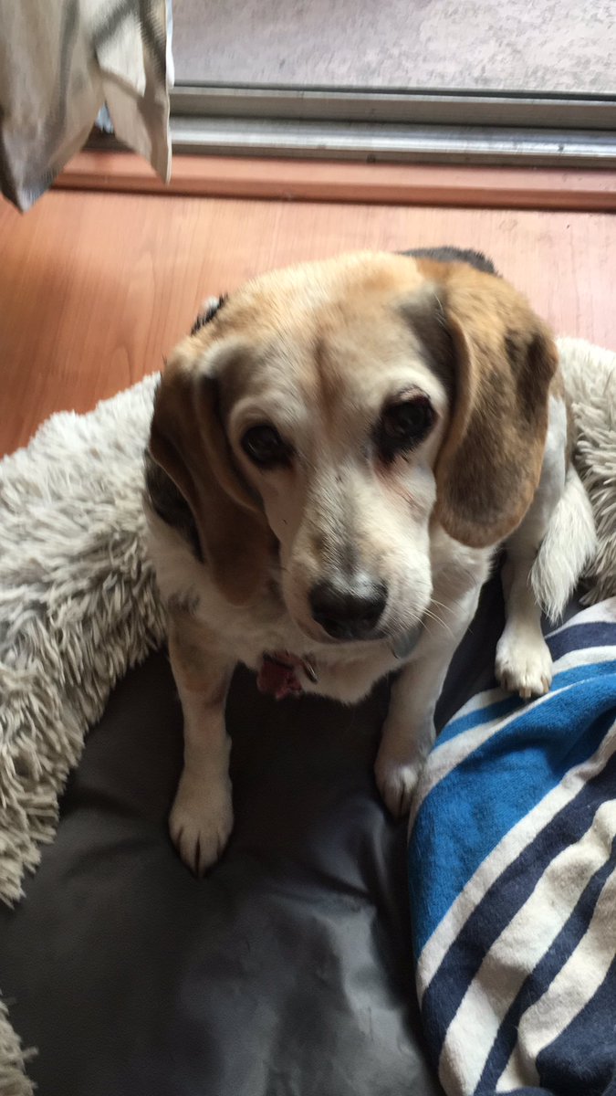 Missing my tuna cans I risked life and limb to purchase. I suspect one shady beagle. Day 6