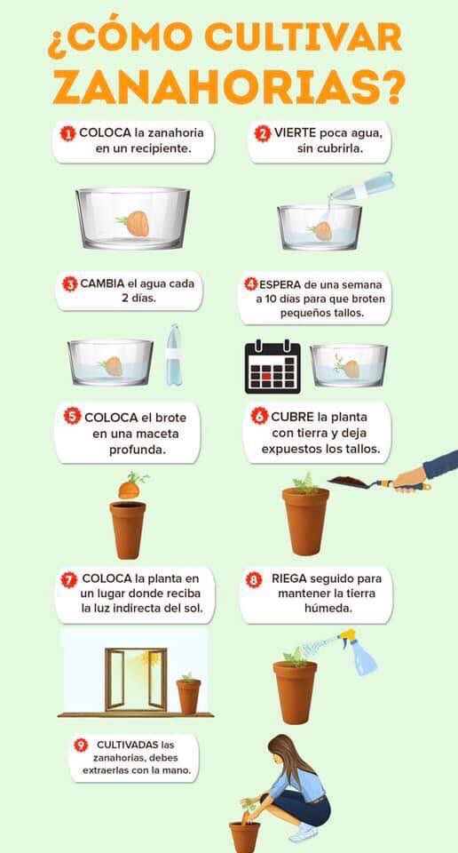 MakerTslm's tweet photo. #GoGreen #Huertoencasa program Realiza estas actividades en casa. Vamos a ver El Progreso de nuestros cultivos en esta cuarentena #COVIDー19 Comparte fotos del progreso de tu huerto!! https://t.co/xBIH1uhFk3