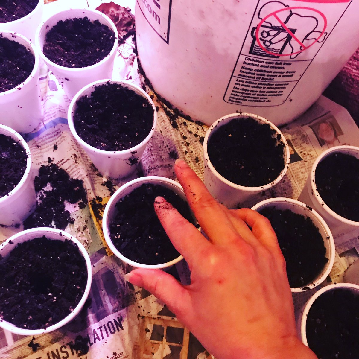 Are you planting today? Potting up (up potting)? I’m getting a jump start on #heirloom beans. #gardening