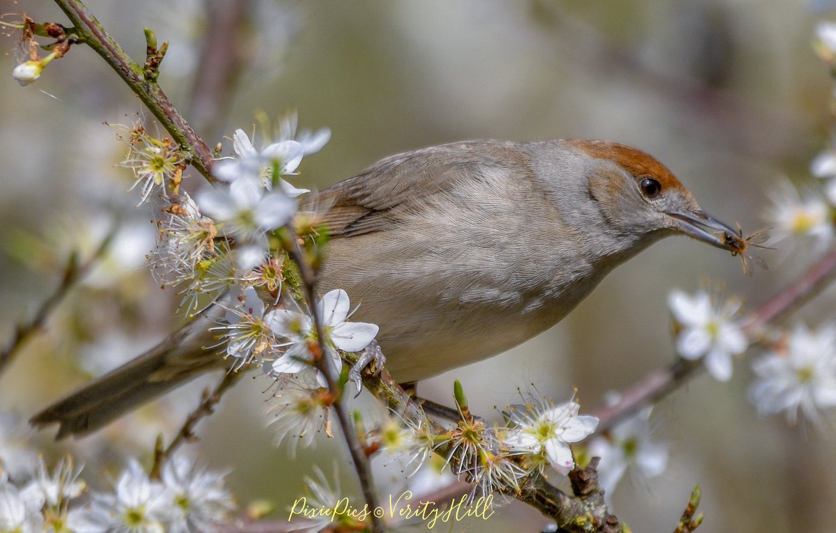@verityhill5 @DorsetLifeMag @DorsetBirdClub @BirdWatchingMag @BTO_Dorset @RSPBEngland @Team4Nature @Britnatureguide @NikonEurope @SigmaImagingUK What a beautiful sunny day full of #bird #song everywhere 🎶🧡🐦 So soul soothing. This Female #Blackcap was busy in the blossom catching insects 🌸 such a #beauty #blackcap #SylviaAtricapilla #birds #birdlover #birdphotography #springtime #spring #bbcspringwatch #bbcWildlifePOTD