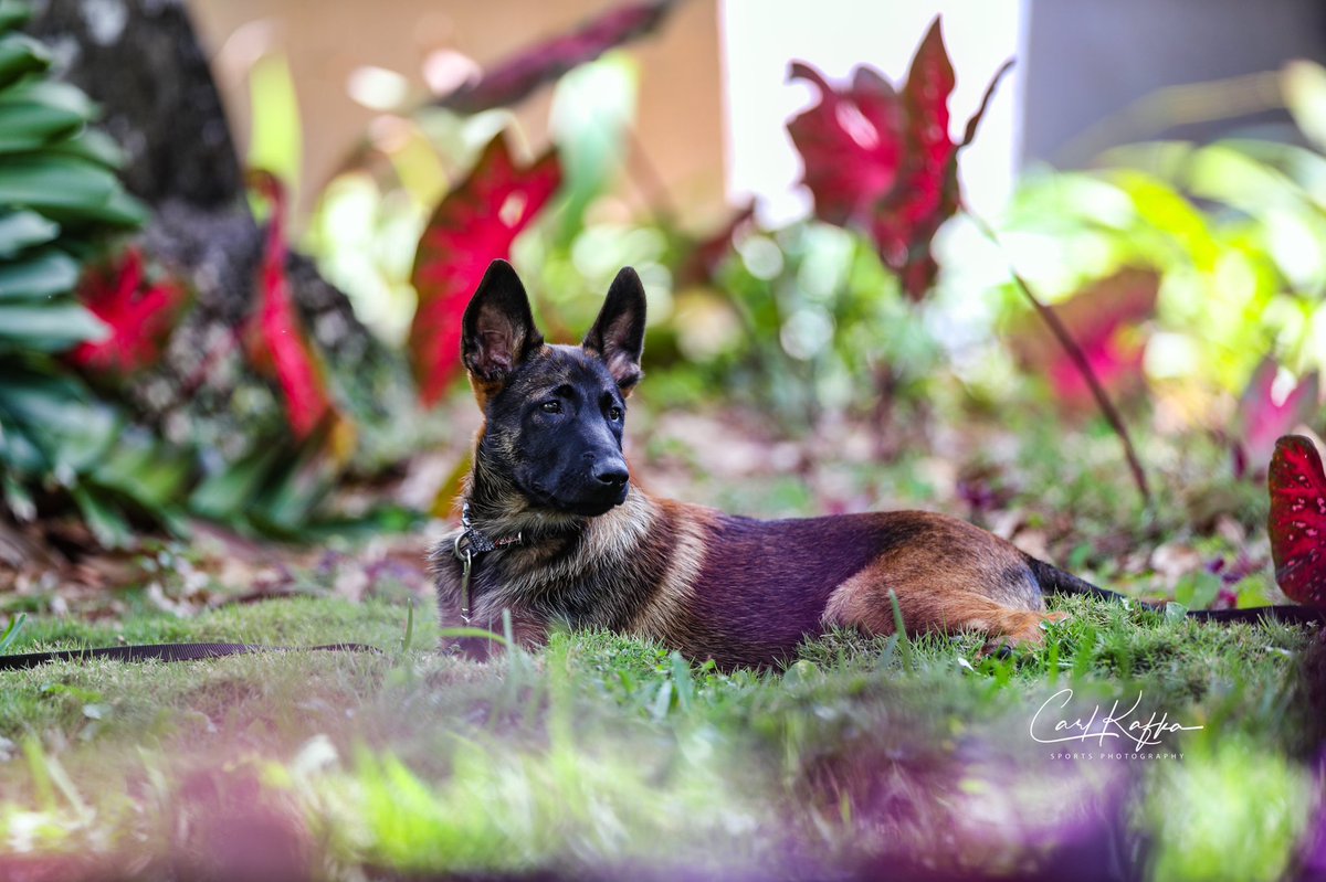 aliblack's tweet photo. Here is your daily dose of pure puppy joy courtesy of @CarlKafka photography and the Pardo family pups. Both Nala (20 months) and baby Roo (3 months) are training to visit Veterans’ court and Veterans’ hospitals in Florida. https://t.co/4JHdJwu8wd