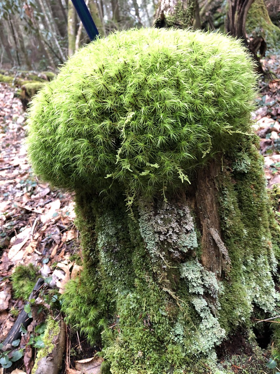 CagneyElayna's tweet image. #springinappalachia 😍😍❤️