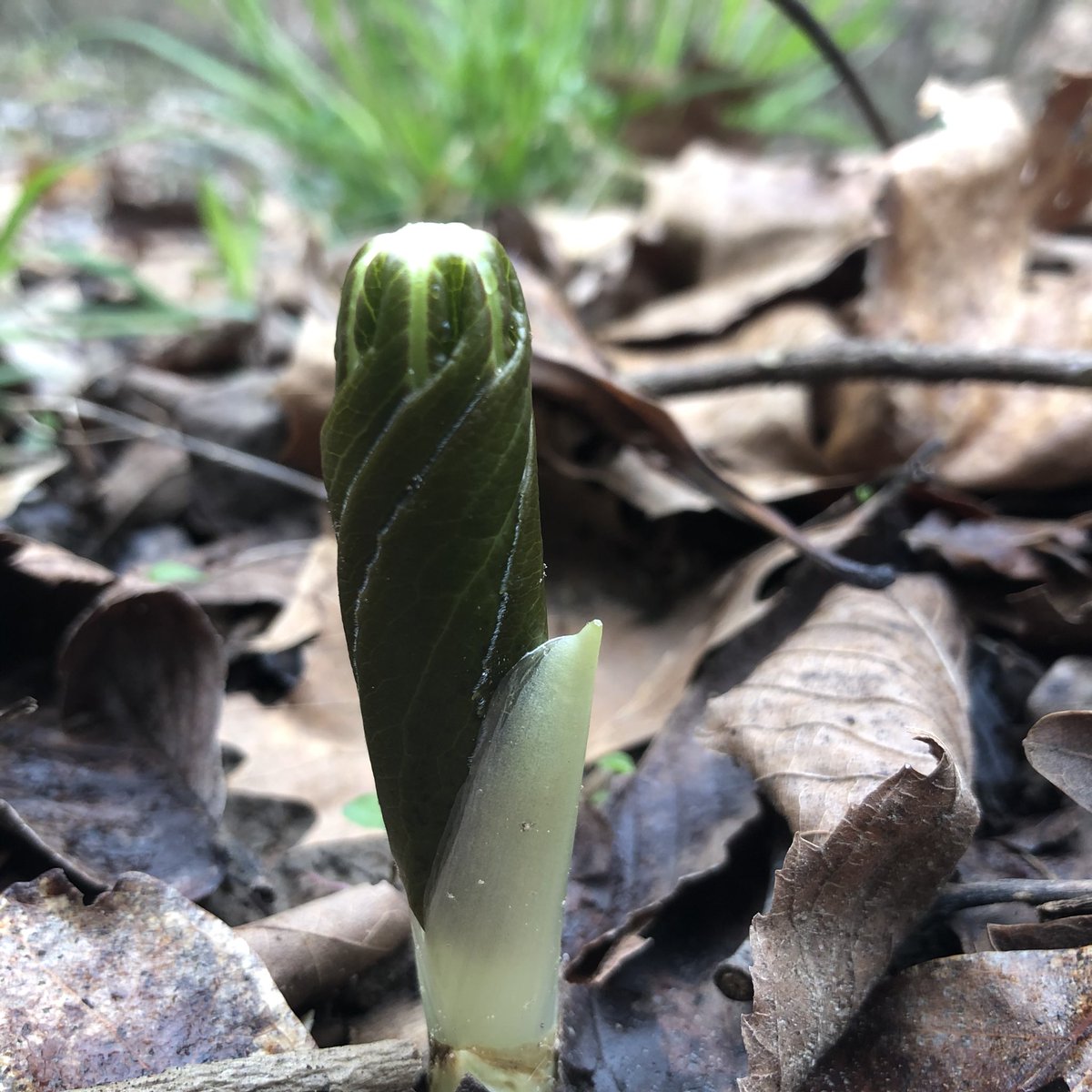 CagneyElayna's tweet image. #springinappalachia 😍😍❤️