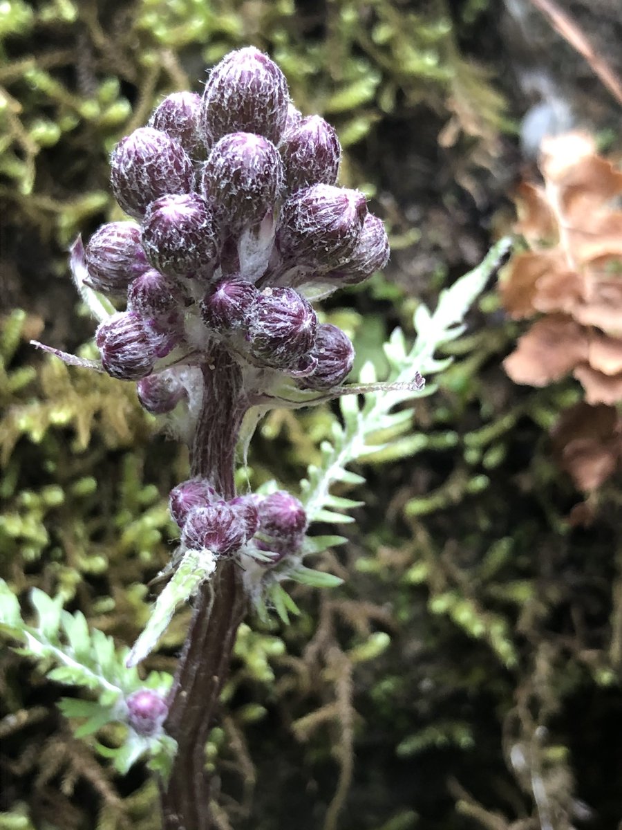 CagneyElayna's tweet image. #springinappalachia 😍😍❤️