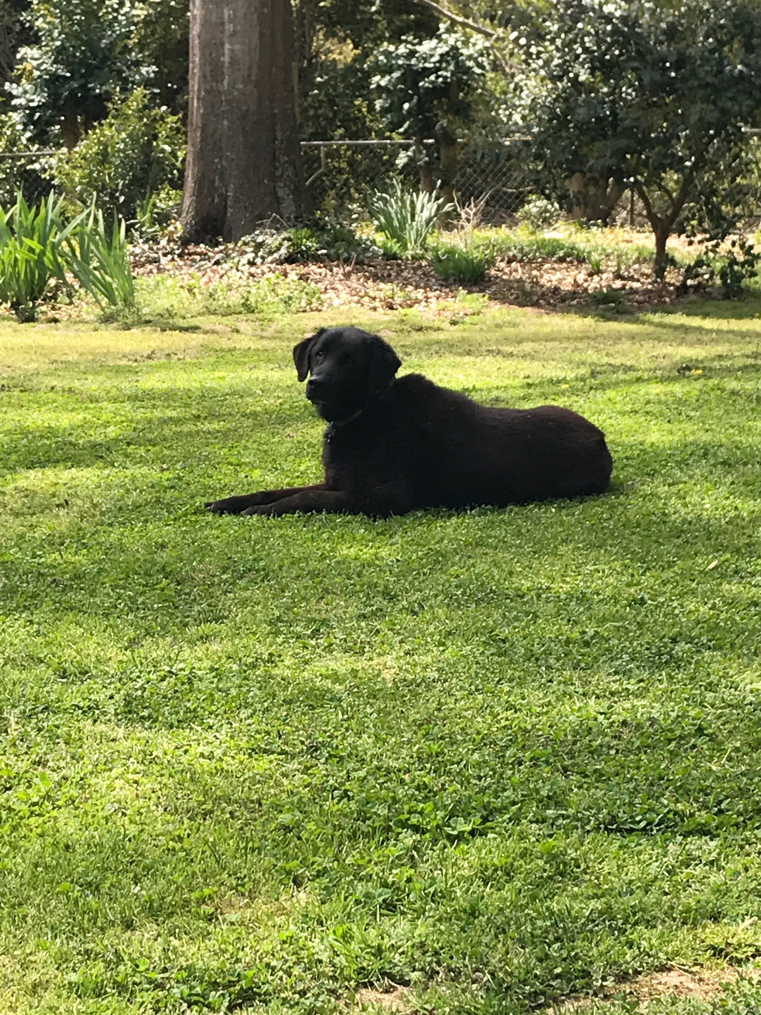 Can A Bailiff Take Your Dog