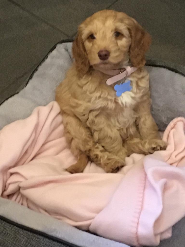 SuttonCoalfield's tweet image. New family dog...Sutty @chris_sutton73