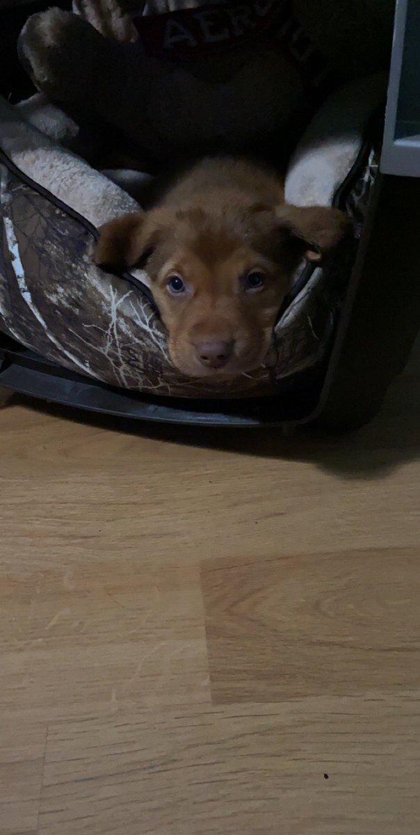 Y’all meet Leo🥺