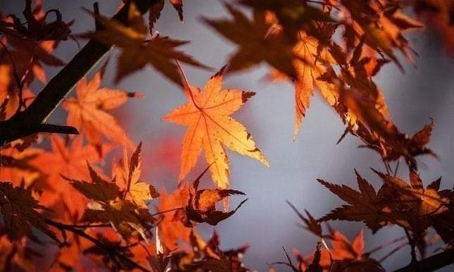 Dina Benedetto Soldati Di Giuseppe Ungaretti Si Sta Come D Autunno Sugli Alberi Le Foglie Giuseppe Ungaretti Alessandria D Egitto 8 Febbraio 18 Milano 1º Giugno 1970 E Stato Un Poeta