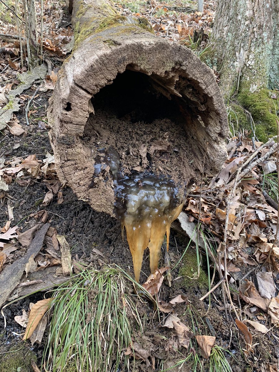 Andy Gignac (@andygignac) on Twitter photo Enjoyed hiking today w my fam at Highland Recreation Area! Well maintained trails traversing moraines and beautiful <a href="/MiStateParks/">Michigan State Parks, Trails and Waterways</a> terrain! <a href="/juliegignac/">4-18eth</a> <a href="/ejgig2005/">emily gignac</a> Enjoyed hiking today w my fam at Highland Recreation Area! Well maintained trails traversing moraines and beautiful <a href="/MiStateParks/">Michigan State Parks, Trails and Waterways</a> terrain! <a href="/juliegignac/">4-18eth</a> <a href="/ejgig2005/">emily gignac</a>