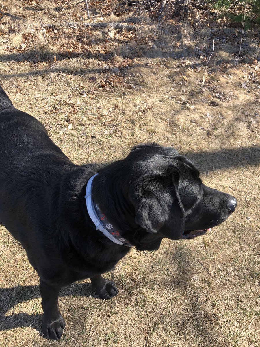 MsThompson_SSW's tweet photo. Another day another walk in the sunshine with this handsome guy! #GetOutdoors #LookForThePositives https://t.co/xH73tnXDTy