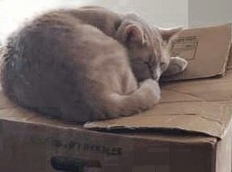 mccrainbow's tweet photo. Napping like a pro on #Caturday 💖💖 https://t.co/IiDh2hTzDt