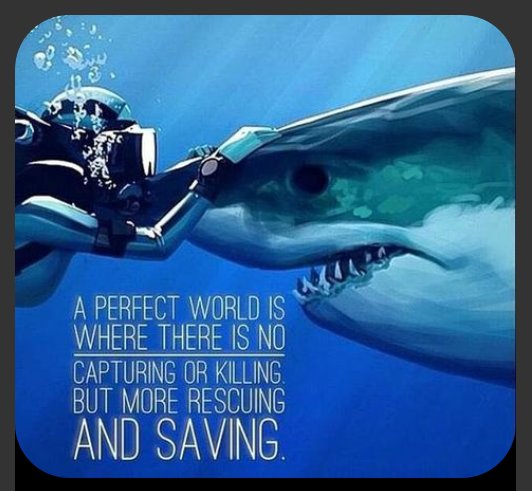 Laura85354288's tweet photo. Ban Shark Finning 😪 https://t.co/jeVH6IKyTh