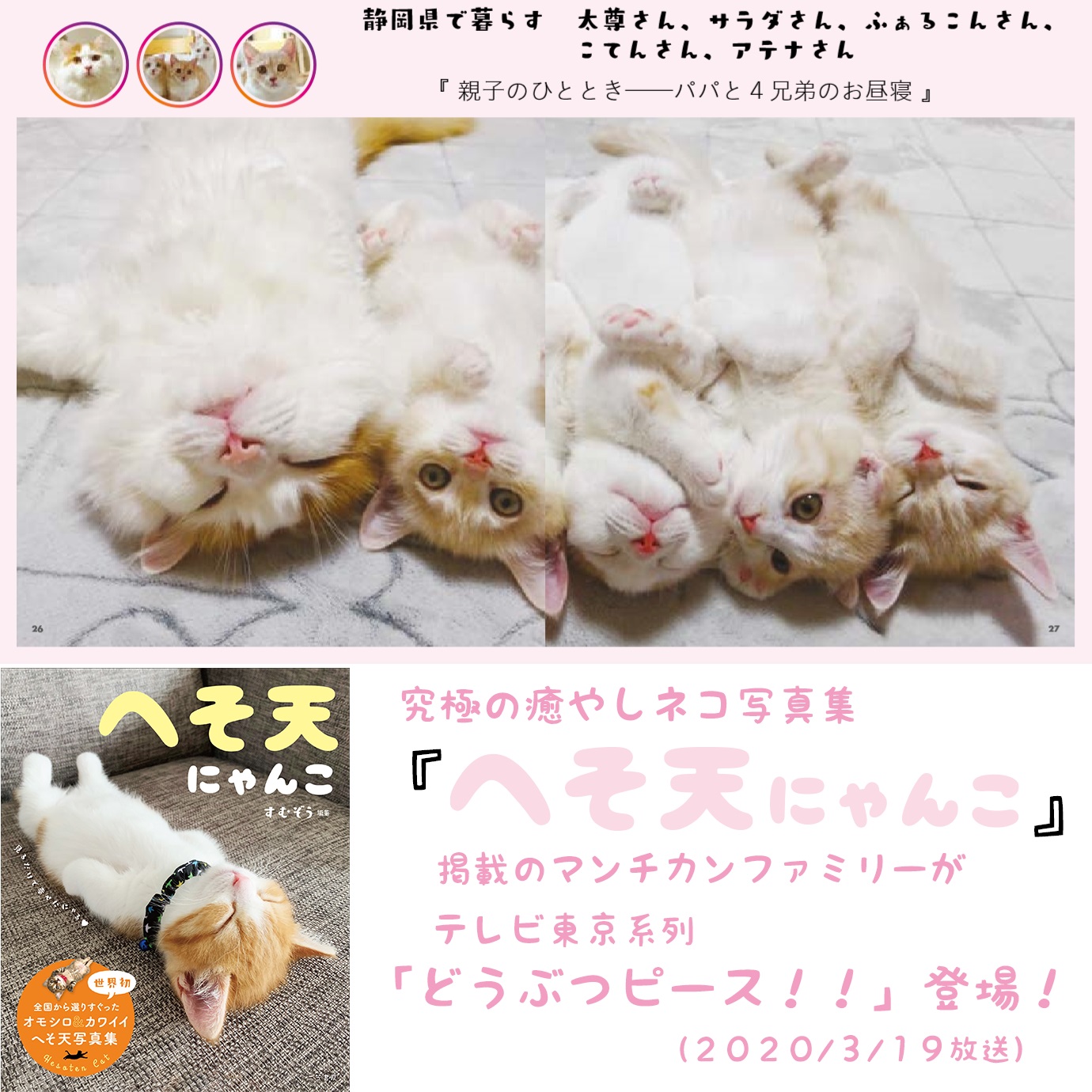 へそ天プロジェクト V Twitter 3 19 どうぶつピース で放送されたマンチカン大家族が 猫写真集 に掲載されています へそ天にゃんこ T Co Azhqdjk2er 王様のブランチ で紹介 プレゼントにおすすめ へそ天 ヘソ天 へそ天にゃんこ マンチカン