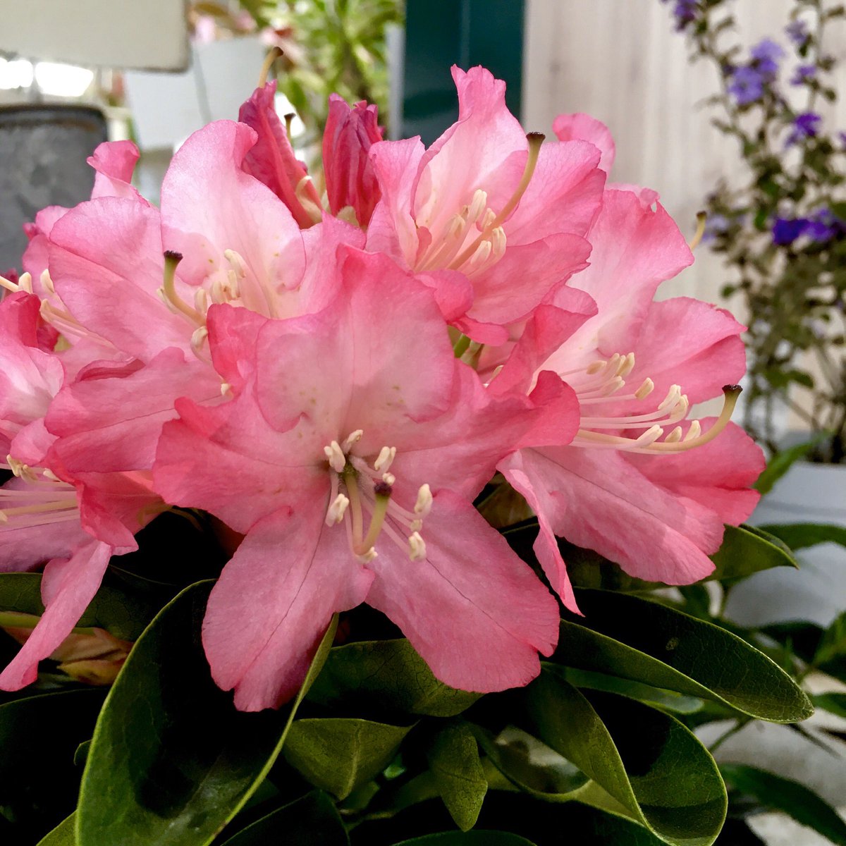 In Natural インナチュラル على تويتر このシャクナゲ 品種名 火祭 なのに めっちゃ柔らかくて綺麗な花色咲くやん 笑 シャクナゲ 石楠花 ローディー インナチュラル 大泉学園