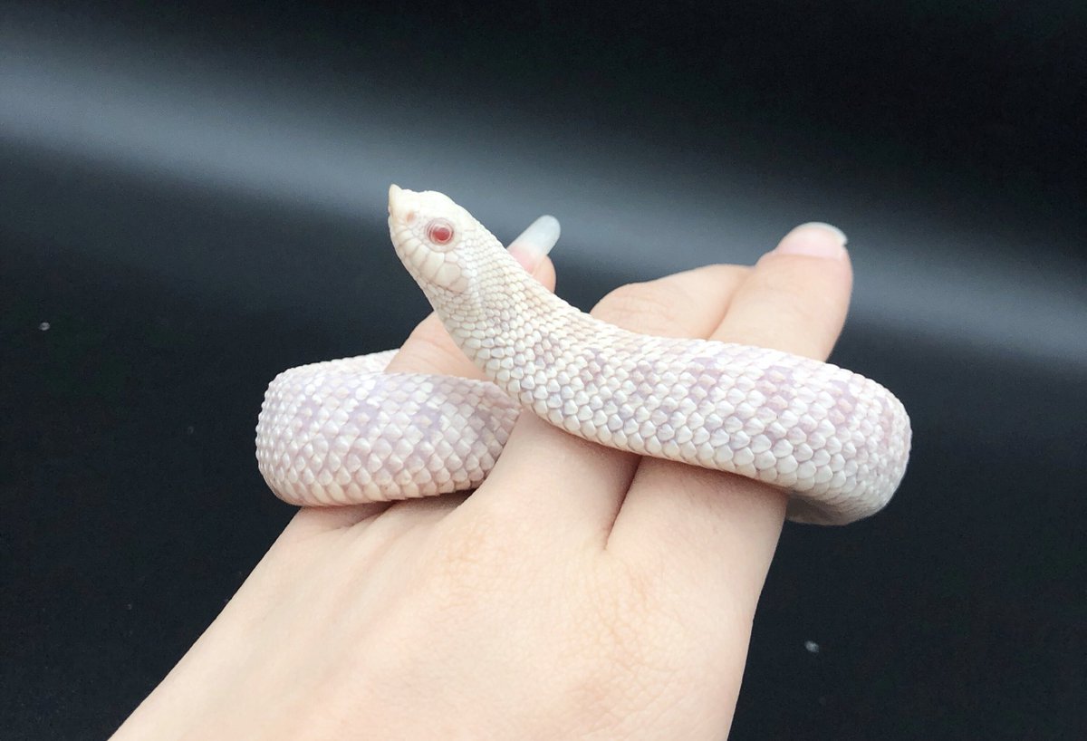 ネイチャーズ名古屋錦店 A Twitter セイブシシバナヘビのスノー シシバナ独特のチュン鼻に綺麗な白い体色が映える個体です 当店にいる シシバナの中でもダントツ綺麗です 爬虫類 爬虫類専門店 セイブシシバナヘビ ヘビ トカゲ T Co E91b7quel0