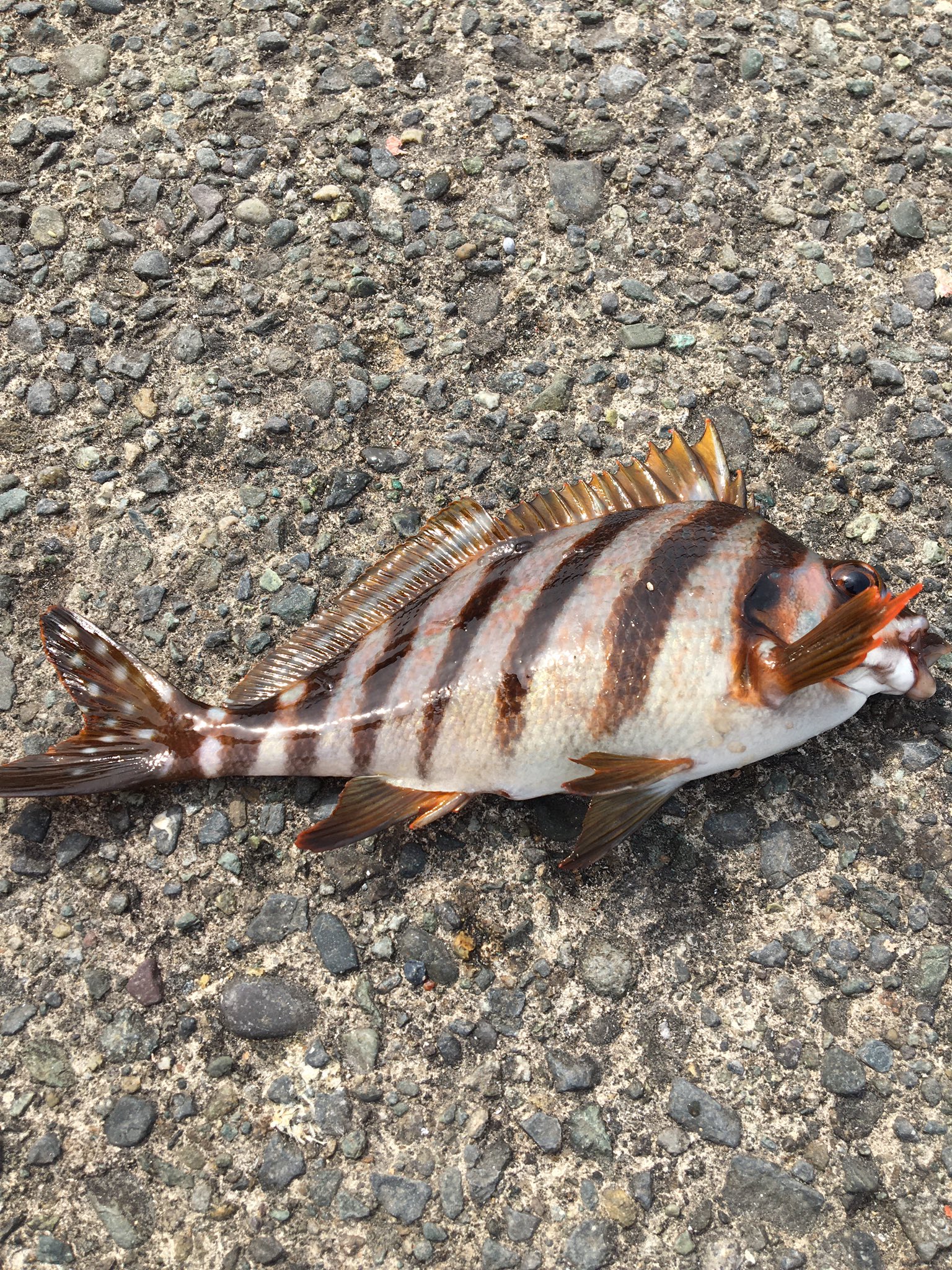 スカウトのアライさん スカイさん これはタカノハダイってお魚なのだ 体はシマシマなのに しっぽの所はドット柄でおしゃれなやつなのだ T Co eckkmbqo Twitter スカウトのアライさん スカイさん これはタカノハダイってお魚なのだ 体はシマシマなのに しっぽの所はドット柄でおしゃれなやつなのだ T Co eckkmbqo Twitter