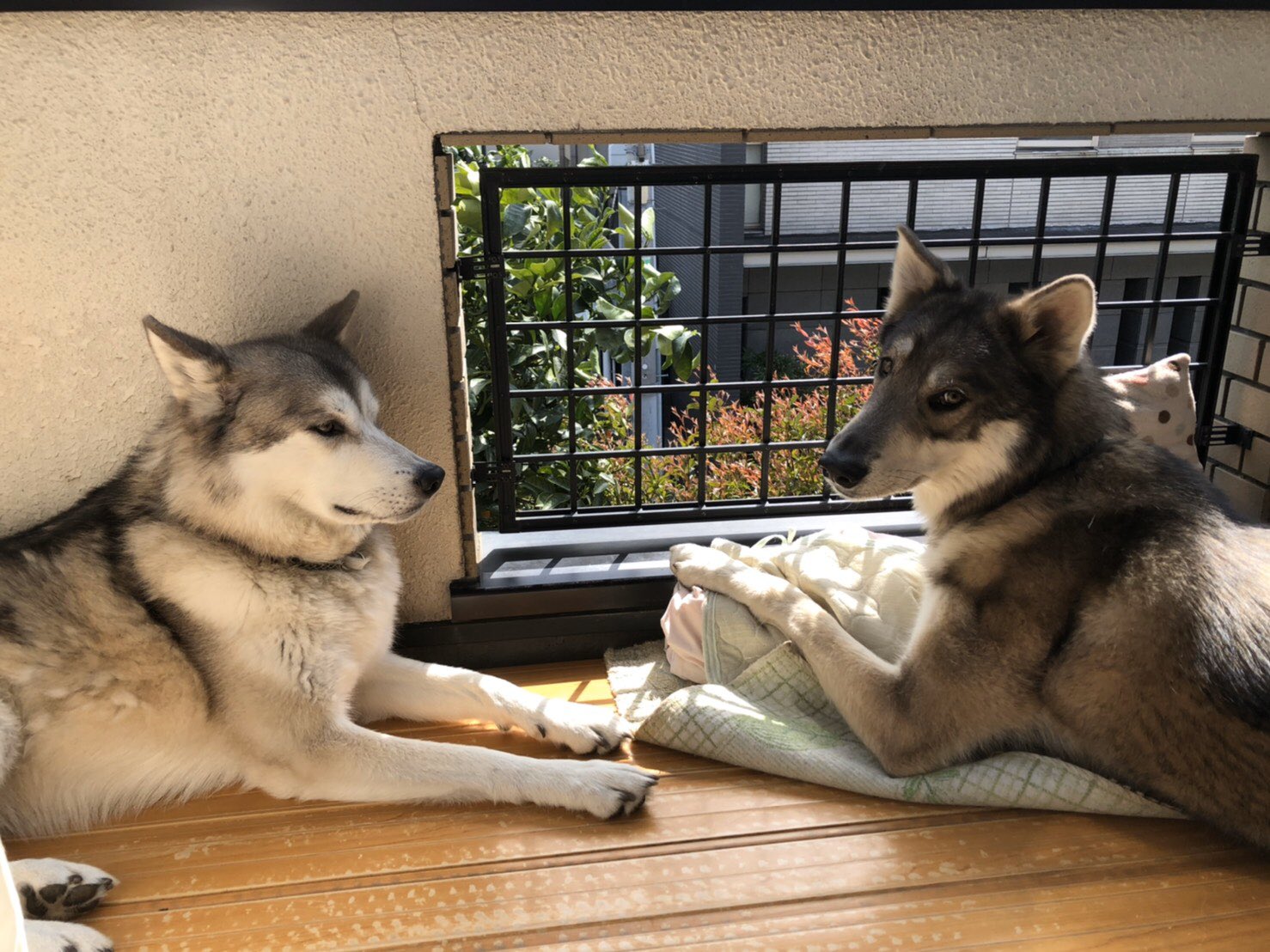 ベランダ犬 Twitter Search Twitter