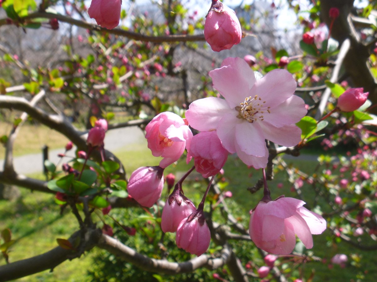 旧芝離宮恩賜庭園 ハナカイドウ 花海棠 が開花しております 紅色の華やかさから ミカイドウ 実海棠 に対してこの名前があるそうです 麗らかな春を感じながら庭園巡りはいかがですか Jr浜松町駅北口1分 大門b2出口3分 日本庭園