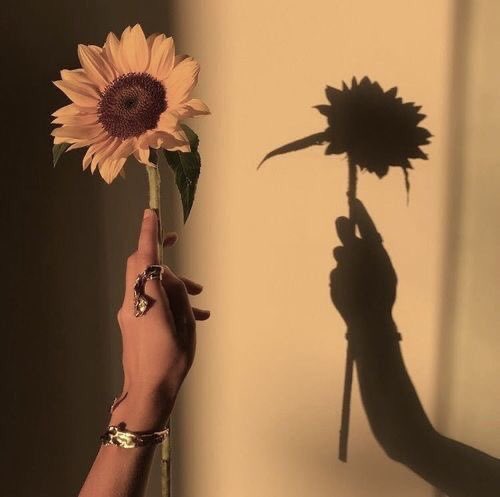 Sunflower 🌻 tweet media