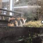 ツイートに含まれる画像