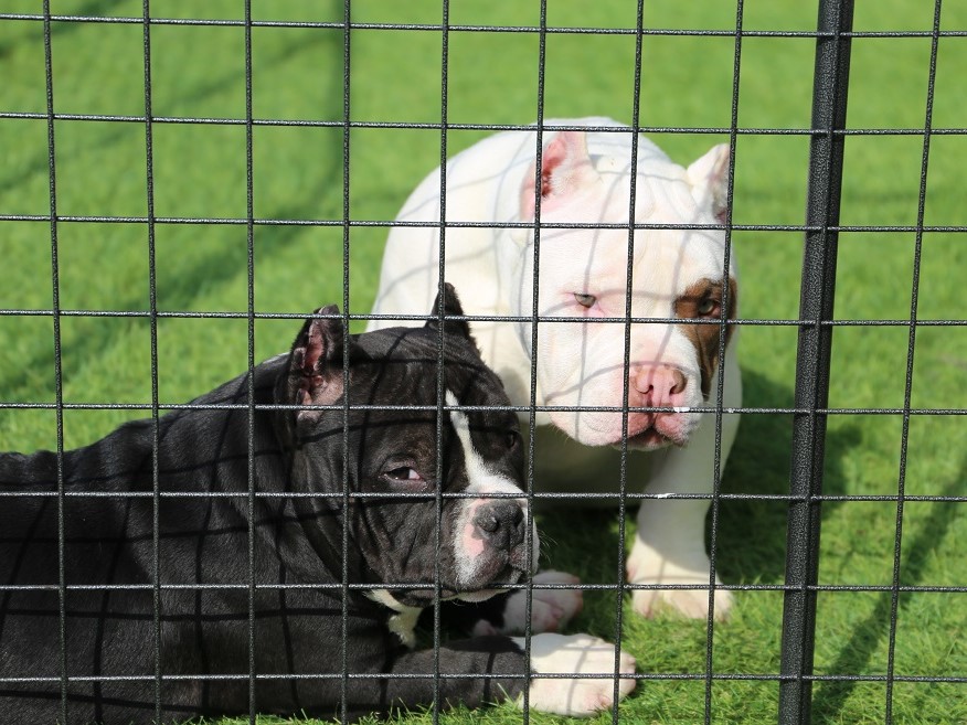 Pelariza Bullies アメリカンブリー アメリカンピットブルテリア ブリー Pelariza 犬ブリーダー ブサカワ犬 マッチョ犬 Japanesebully Americanbullyjapan ブリー ブリータイプ 犬がいる生活 ぶさかわ ぶさかわ犬 Puppy 子犬販売 仔犬販売 Pelariza Bullies アメリカンブリー アメリカンピットブルテリア ブリー Pelariza 犬ブリーダー ブサカワ犬 マッチョ犬 Japanesebully Americanbullyjapan ブリー ブリータイプ 犬がいる生活 ぶさかわ ぶさかわ犬 Puppy 子犬販売 仔犬販売