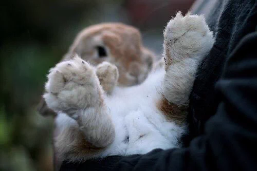 うさぎの足には肉球がないって知ってた？モフモフの足の裏が可愛すぎー！