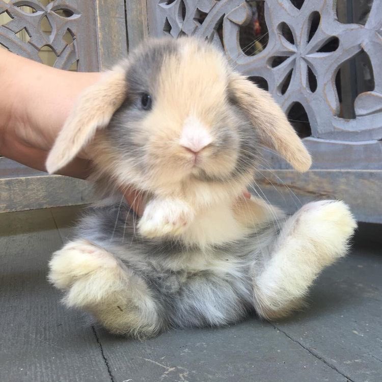 うさぎの足には肉球がないって知ってた モフモフの足の裏が可愛すぎー 話題の画像プラス