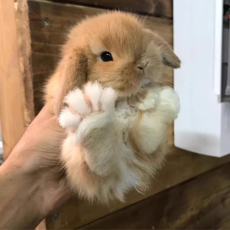うさぎの足には肉球がないって知ってた？モフモフの足の裏が可愛すぎー！