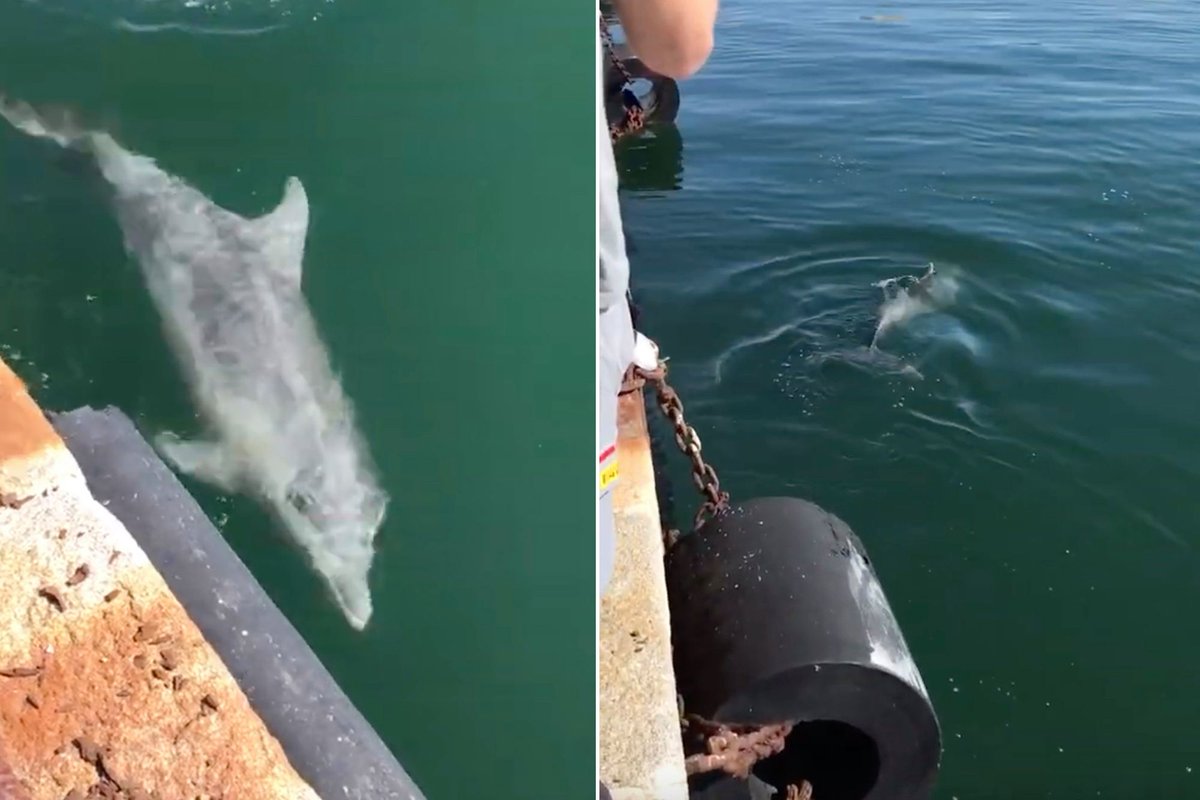 (3)The Gorgeous Dolphins return to Italy coast and Venice Canal in the absence of tourists. The decrease in Vehicle-Water pollution also led to Venice Canal Water running clear for the first time. Source: Global News