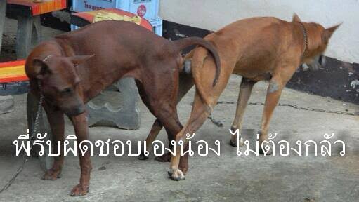 เยสสุนัข tweet media
