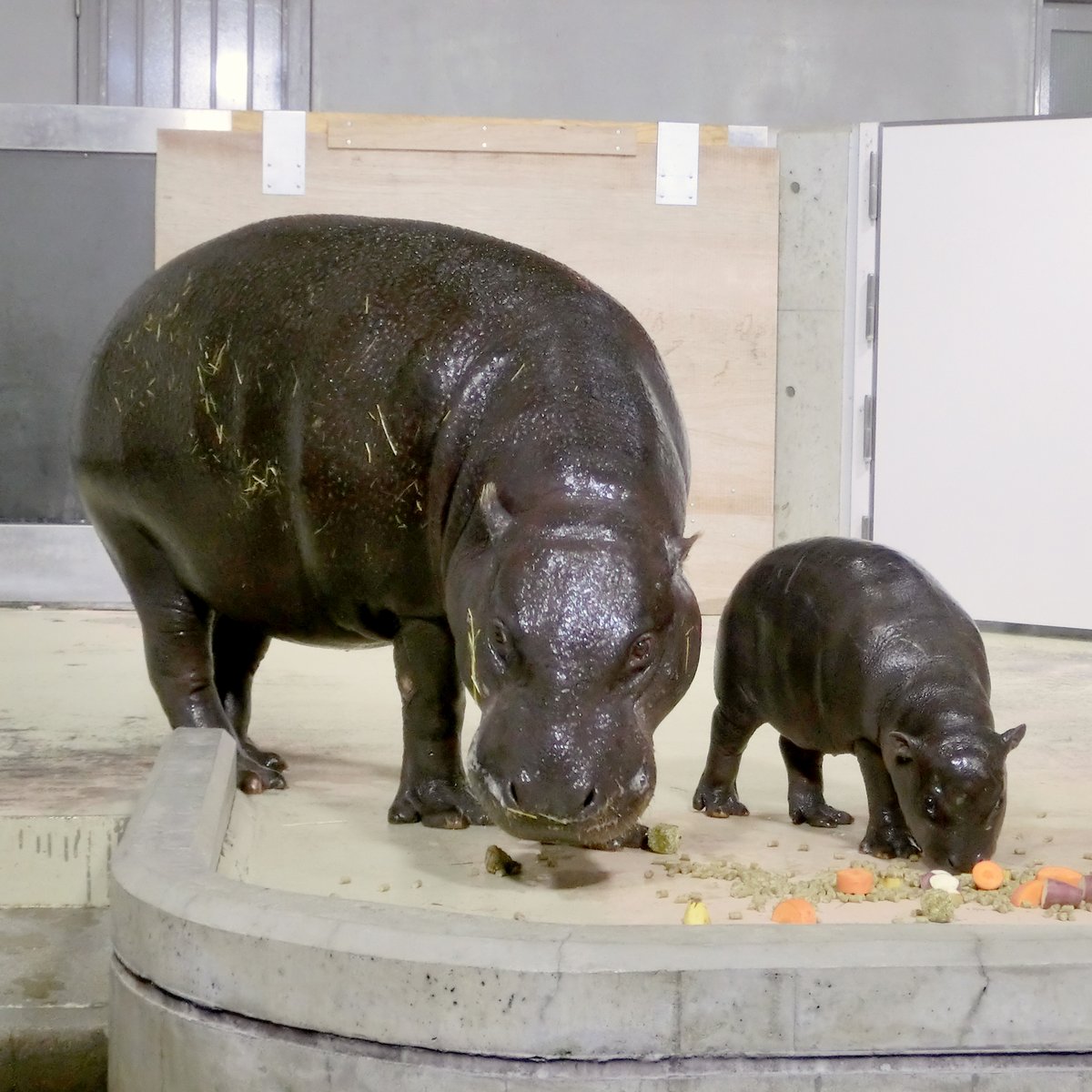 いしかわ動物園 公式 訃報 3月17日に コビトカバの赤ちゃんが死亡しました 昨年のクリスマスに生まれた赤ちゃんは 甘えん坊で好奇心旺盛でした 短い間ではありましたが たくさんのご声援 ありがとうございました いしかわ動物園