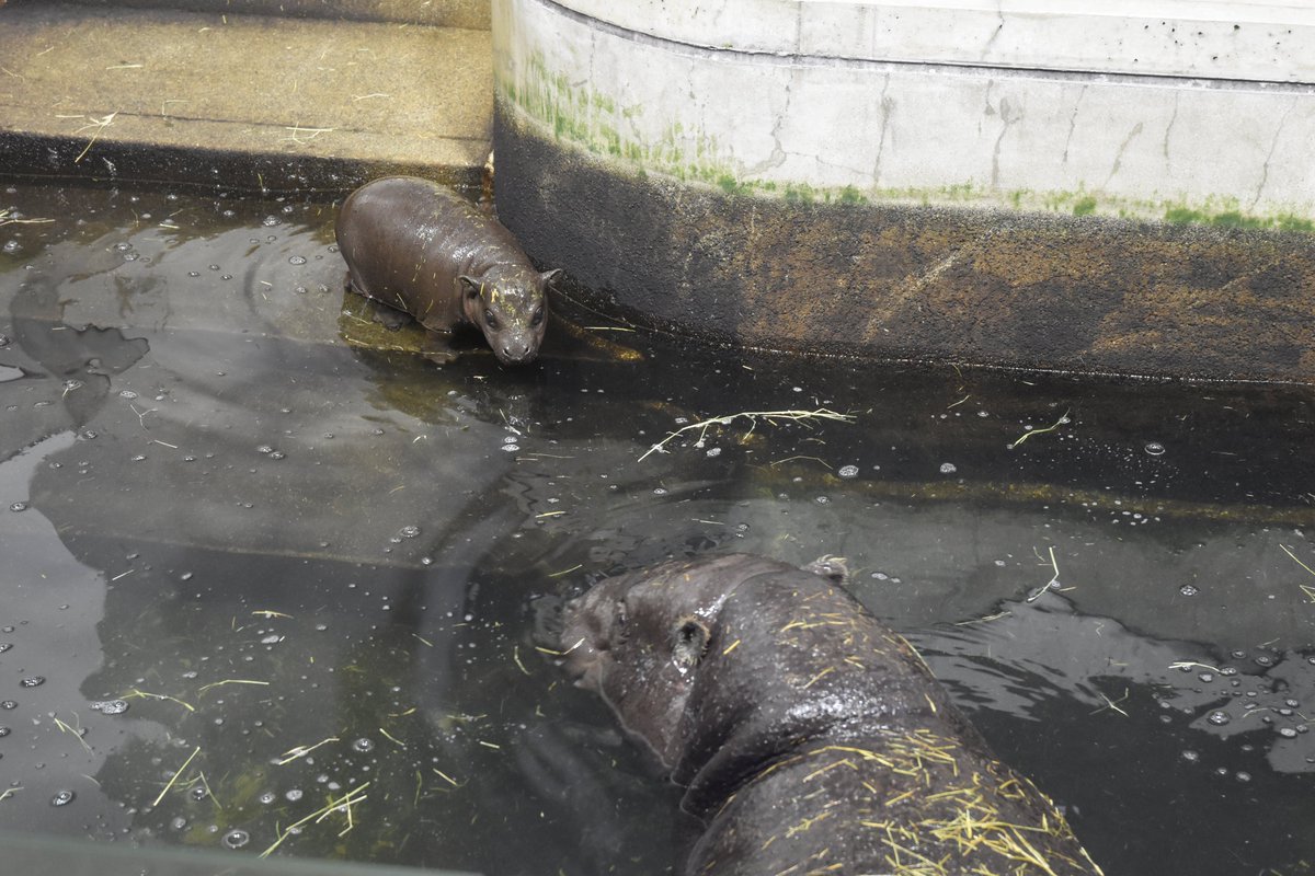 いしかわ動物園 公式 訃報 3月17日に コビトカバの赤ちゃんが死亡しました 昨年のクリスマスに生まれた赤ちゃんは 甘えん坊で好奇心旺盛でした 短い間ではありましたが たくさんのご声援 ありがとうございました いしかわ動物園