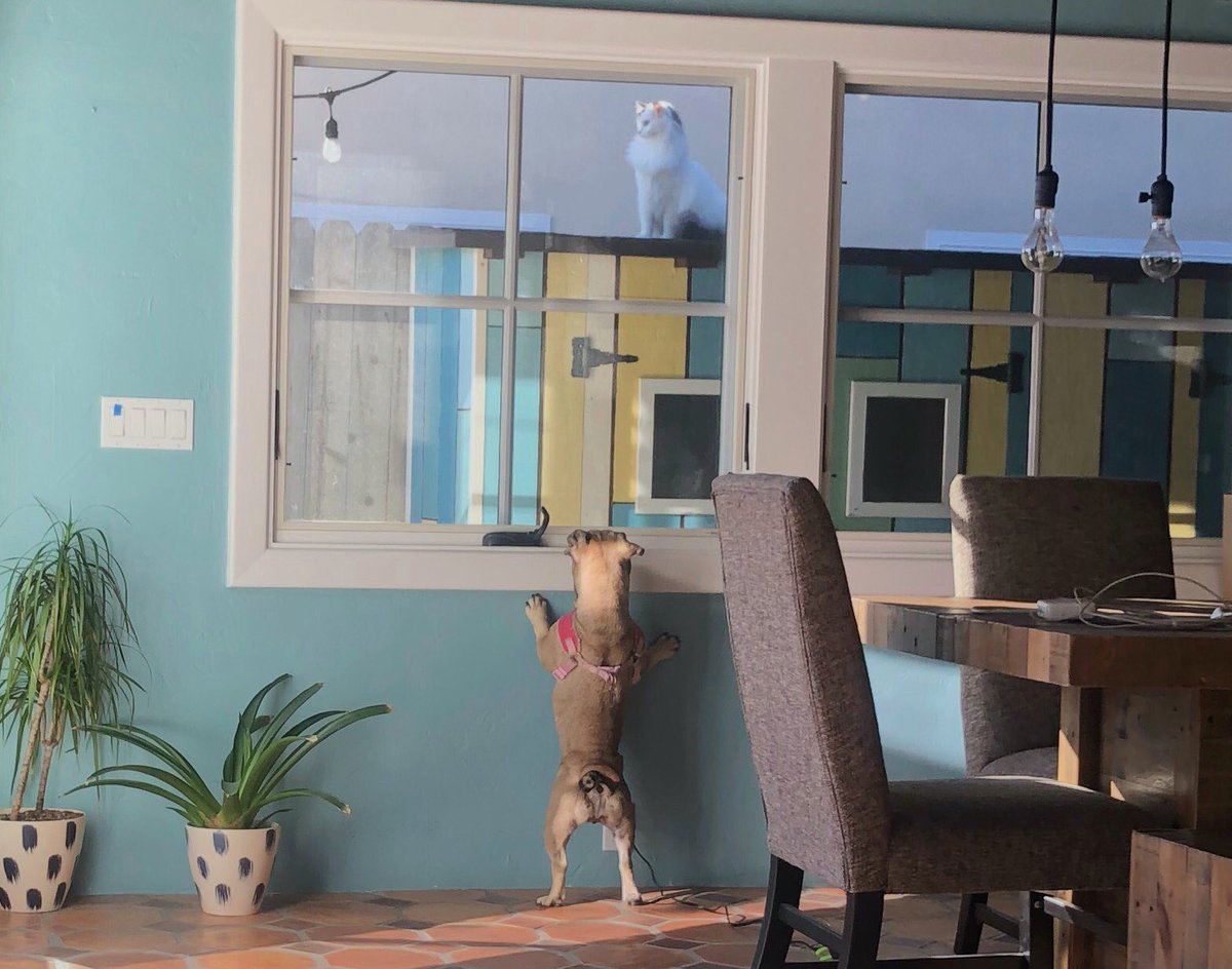 micodala's tweet image. Just took this picture and it pretty much sums up my mood #QuaratineLife