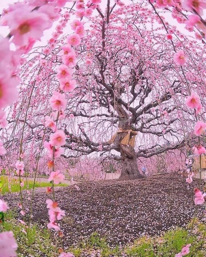 200 year old Cherry Tree in Japan..
Photo: WildAndWonderful